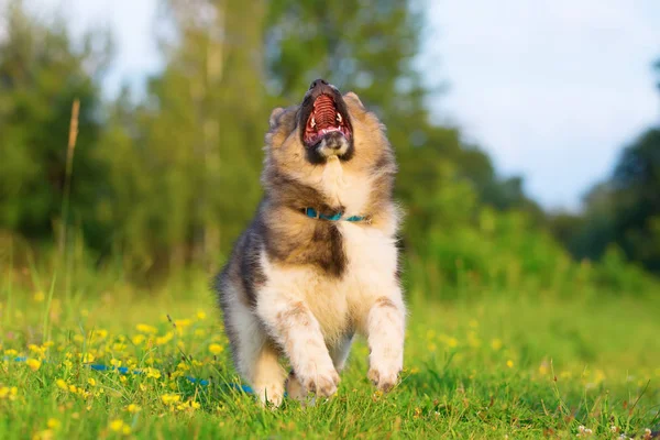 Elo puppy looks up and barks — Stock Photo, Image