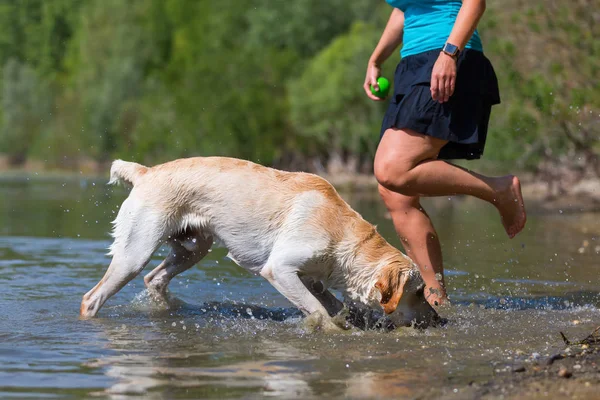 Bella donna gioca con un cane labrador in un lago — Foto Stock