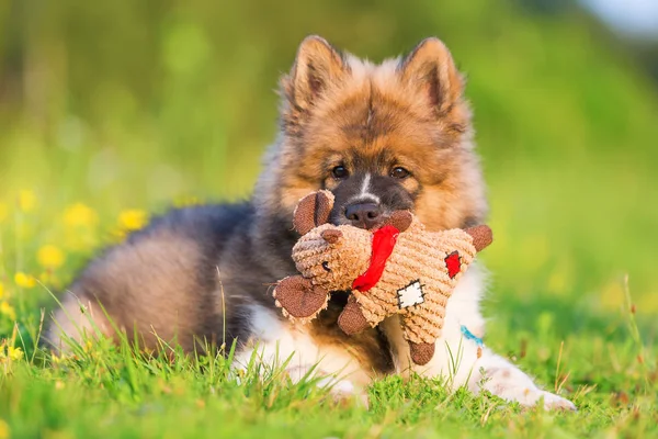 Bonito elo filhote de cachorro fica na grama com um brinquedo no focinho — Fotografia de Stock