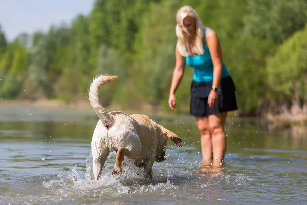 güzel bir kadın ile bir gölde bir labrador köpek çalış