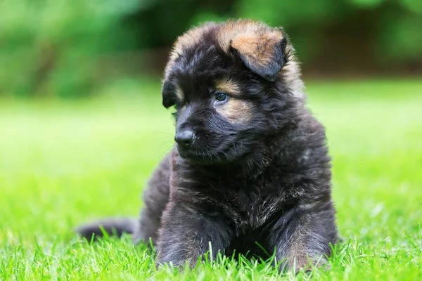 Porträt eines süßen alten Schäferhundes — Stockfoto