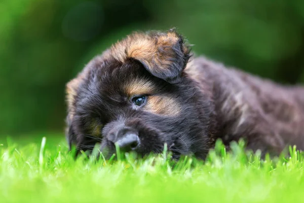 Portret van een schattig oud Duitse herder pup — Stockfoto