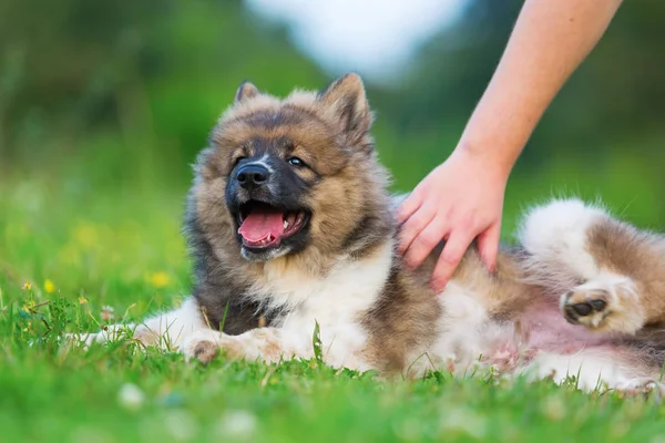 el bir şirin elo köpek yavrusu vuruş