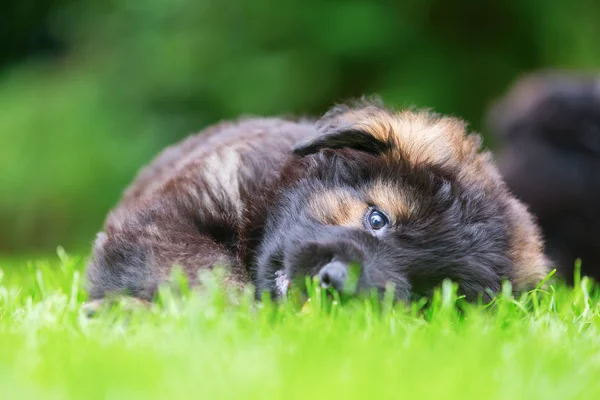portre sevimli eski Alman çoban köpek