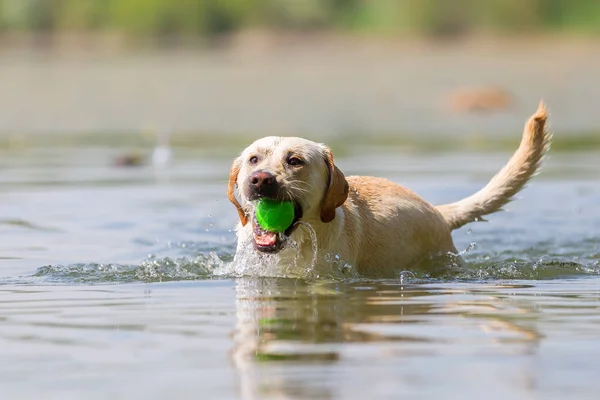 Labrador retriever with a soft toy in the snout swims in a lake — Stock Photo, Image