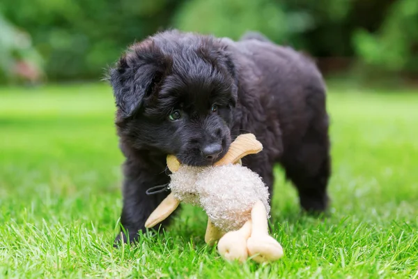 Gammal Schäfer valp leker med en mjuk leksak — Stockfoto