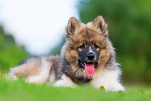 Retrato de un lindo cachorro Elo —  Fotos de Stock