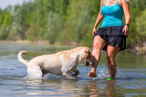 kadın onun labrador retriever gölde bir çalış