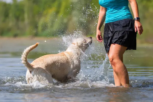 Wanita bermain dengan labrador retriever nya di danau — Stok Foto