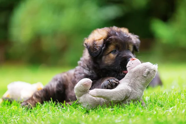 Portrait of a cute Old German Shepherd puppy with a soft toy — Stock Photo, Image