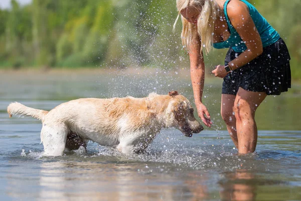 kadın onun labrador retriever gölde bir çalış