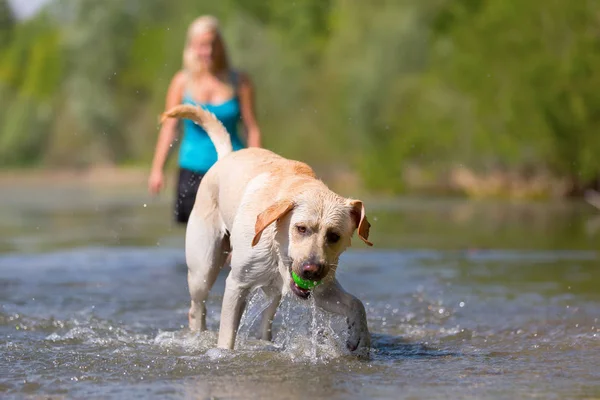 Wanita bermain dengan labrador retriever nya di danau — Stok Foto