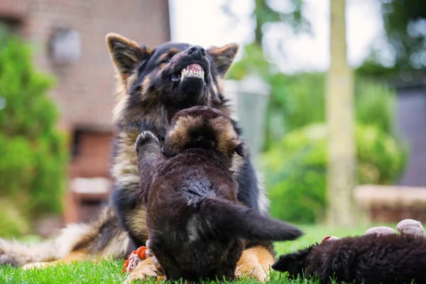 成人老德国牧羊犬显示对一只小狗的侵略 — 图库照片