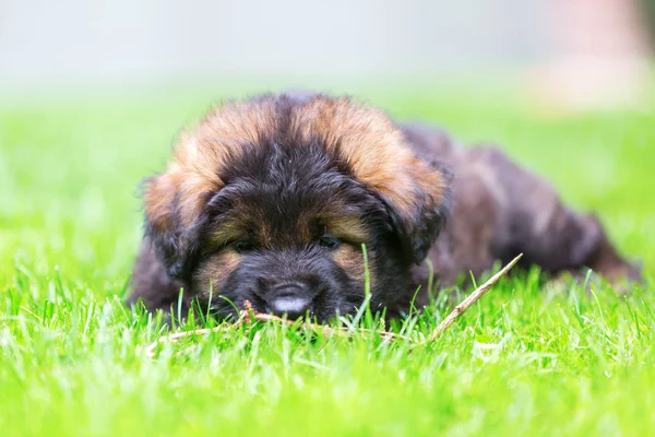 Portrait of a cute Old German Shepherd puppy — Stock Photo, Image