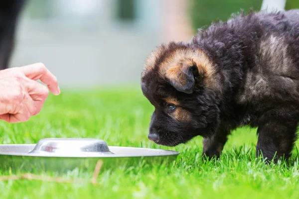 Eski Alman çoban köpek besleme Bowl