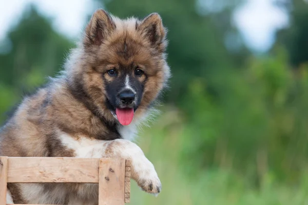 Portrait of an elo puppy who sits in a wooden box — Stock Photo, Image