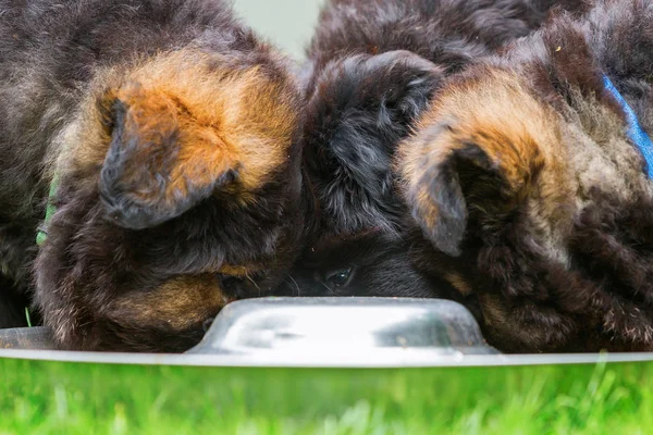 Vieux berger allemand chiots à un bol d'alimentation — Photo