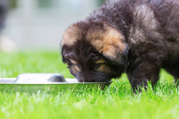 Alter Schäferhund-Welpe an einem Futtertrog — Stockfoto