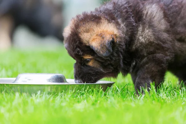 Eski Alman çoban köpek besleme Bowl