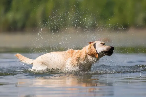 Labrador geri almak ve bir gölde ayakları ıslak kürk sallıyor