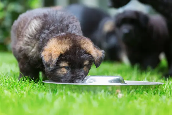 Eski Alman çoban köpek besleme Bowl