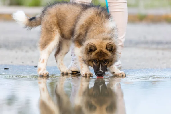 Elo puppy stands beside a puddle and licking at the water — Stock Photo, Image