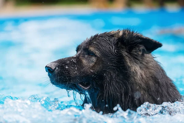 Eski Alman çoban bir yüzme havuzunda yüzüyor