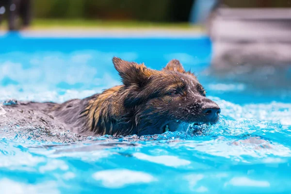 Oud Duitse herder zwemt in een zwembad — Stockfoto