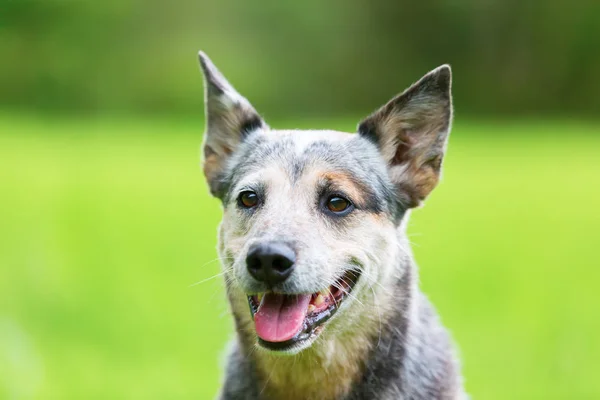 Porträtt av en australisk cattledog — Stockfoto