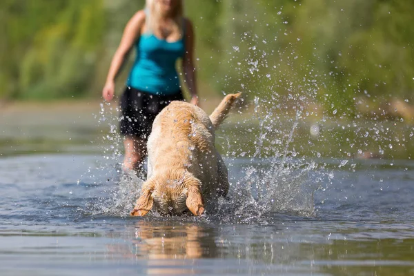Kobieta odgrywa z jej labrador retriever w jeziorze — Zdjęcie stockowe