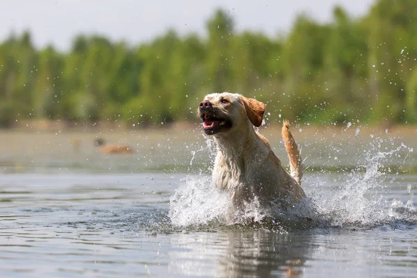 Labrador retriever przebiega przez jezioro — Zdjęcie stockowe