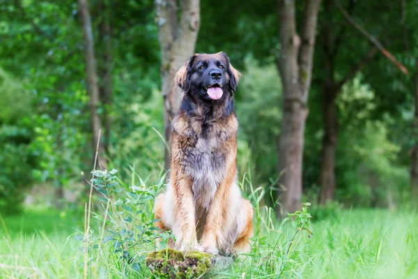 Retrato de un perro Leonberger — Foto de Stock