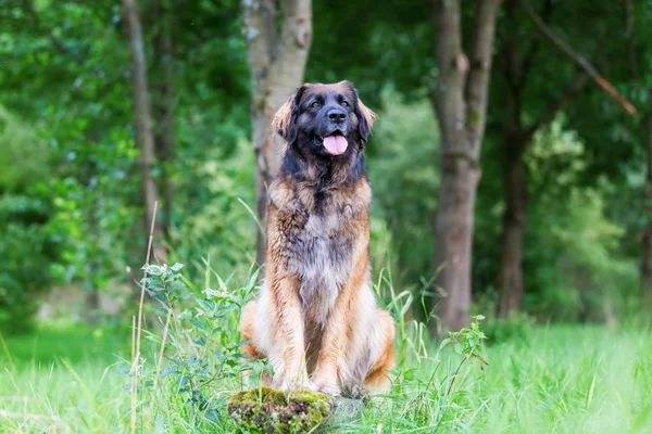 Leonberger köpek portresi — Stok fotoğraf