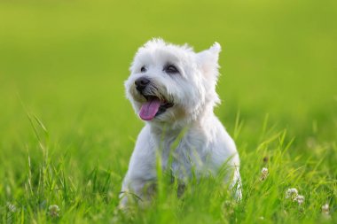 bir Batı Highland Terrier portresi