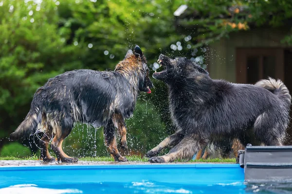 Viejo pastor alemán perros jugar en una piscina —  Fotos de Stock