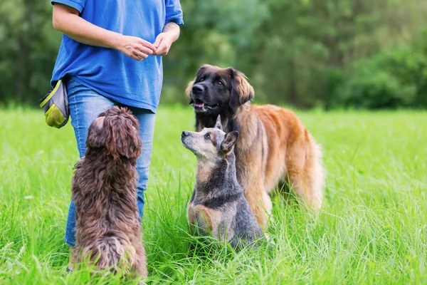 Mulher com três cães ao ar livre — Fotografia de Stock