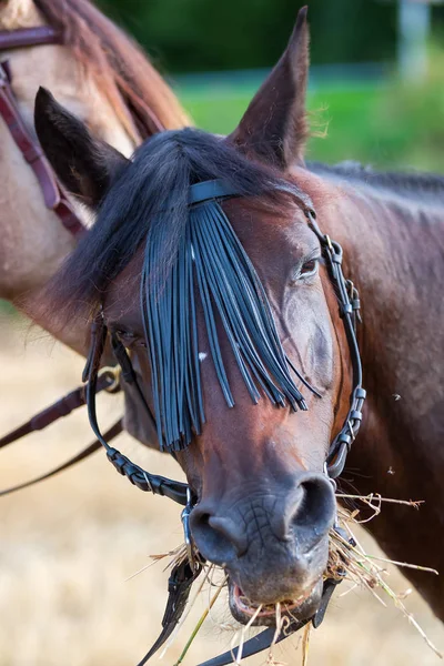 Portrait of an Andalusian horse — Stock Photo, Image