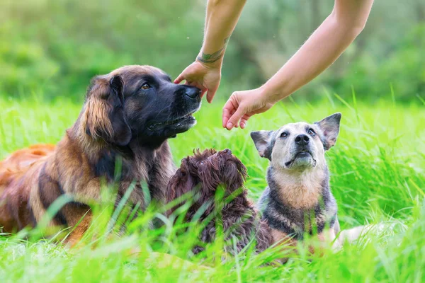 Mujer le da a sus tres perros un regalo — Foto de Stock