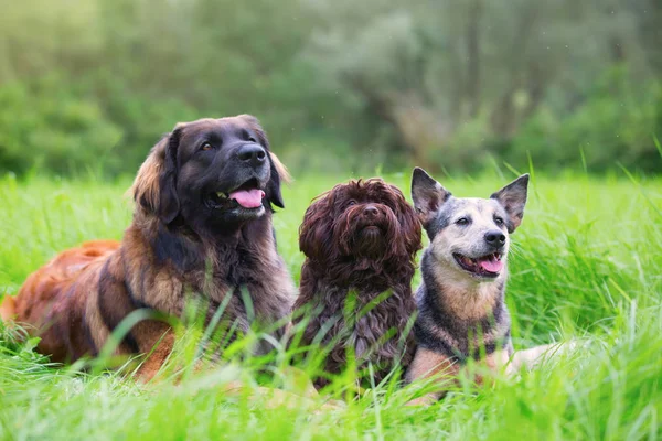 Portrét tří psů, kteří leží na trávě — Stock fotografie