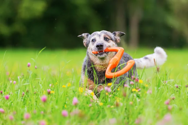 Cattledog Australia berjalan dengan mainan di moncong atas padang rumput — Stok Foto