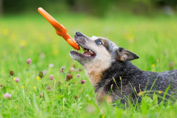 Αυστραλιανή cattledog παίζει με ένα παιχνίδι — Φωτογραφία Αρχείου