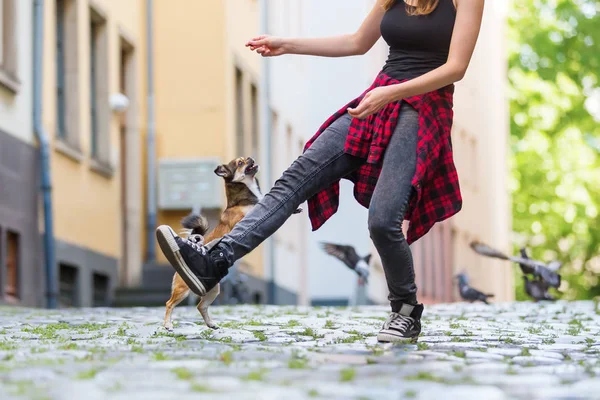 Молодая женщина позволяет своей маленькой собачке прыгать через ногу — стоковое фото