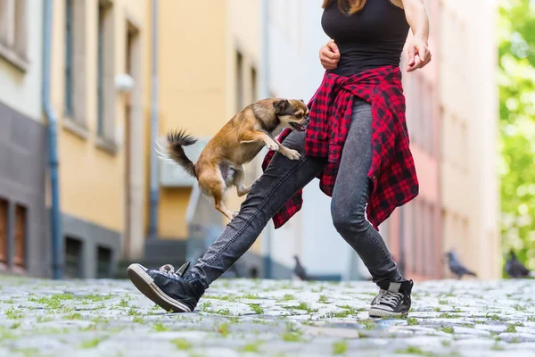 Молодая женщина позволяет своей маленькой собачке прыгать через ногу — стоковое фото