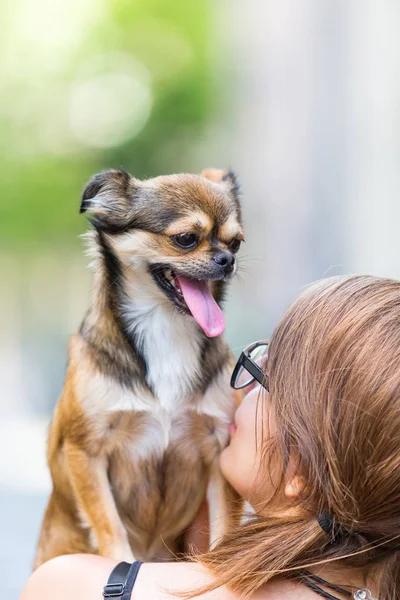 Mulher detém um pekinese-chihuahua híbrido no ombro — Fotografia de Stock