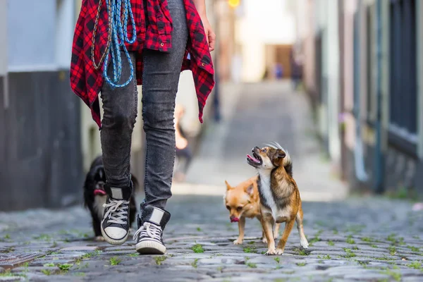 Young woman walks with three small dogs on a cobblestone road — Stock Photo, Image
