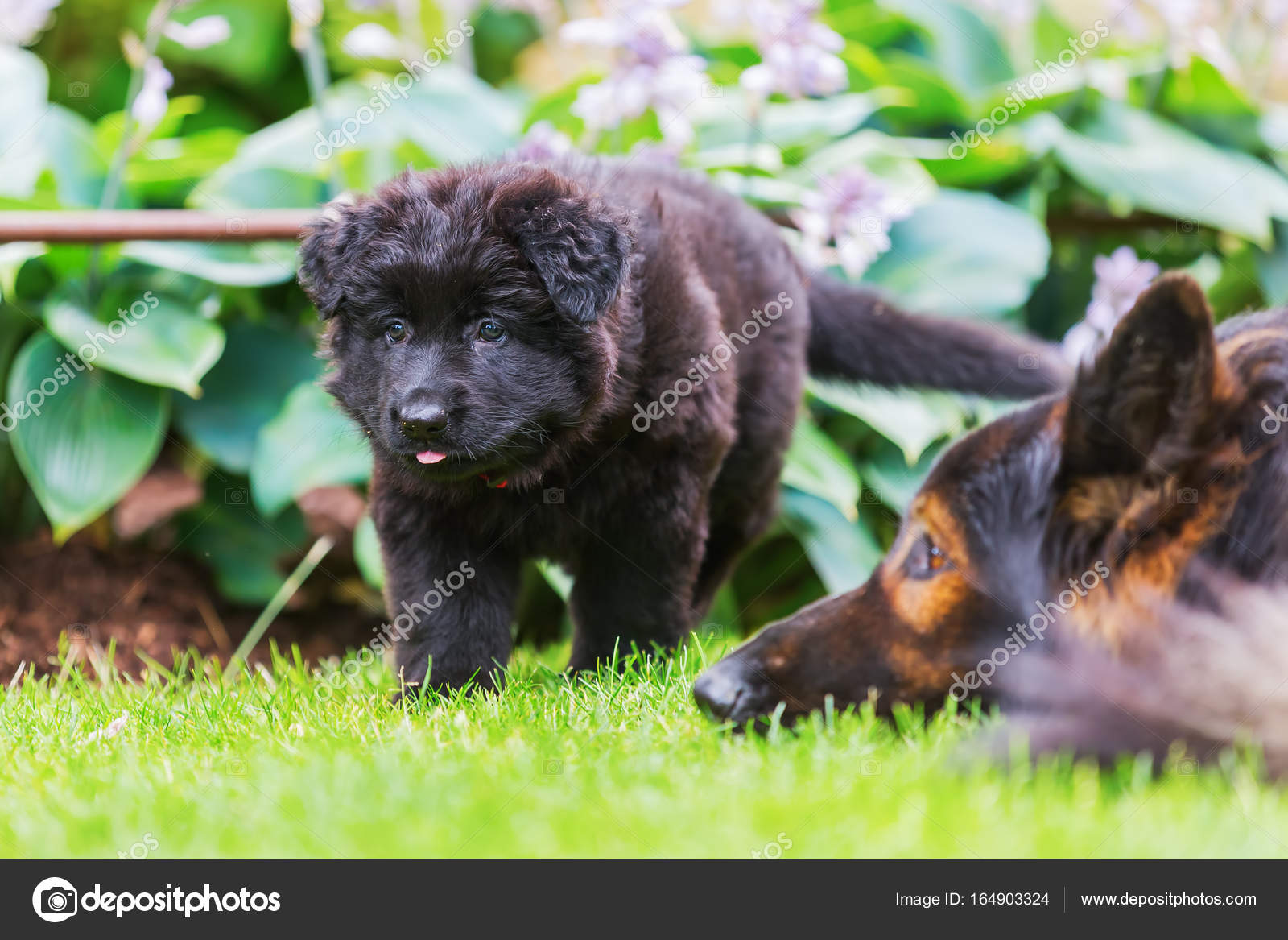 可爱的老德国牧羊犬小狗走在花园里 — 图库照片