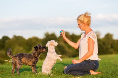 kadın iki korkunç melez köpek ile açık havada çalış