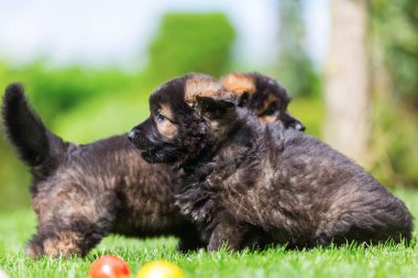 Eski Alman çoban köpek yavrusu kardeşler