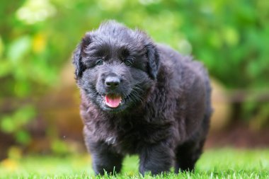 eski bir Alman çoban köpek yavrusu portresi