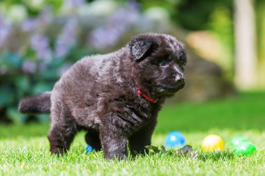 eski bir Alman çoban köpek yavrusu portresi